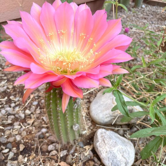 Meet your Posher, Christina - Picture 2 of 8